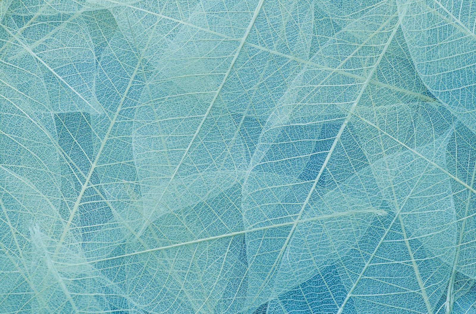 The image shows a close-up of delicate, translucent blue leaves, highlighting their intricate vein patterns and overlapping arrangement.